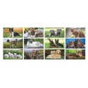 B077 - CALENDARIO CANI E GATTI