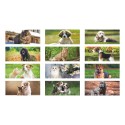 H012 CALENDARIO DA TAVOLO CANI E GATTI