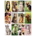 Cani E Gatti 30x47 cm Personalizzati | Prezzi Ingrosso