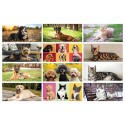 Calendario da Tavolo Cani e Gatti Personalizzato 2027